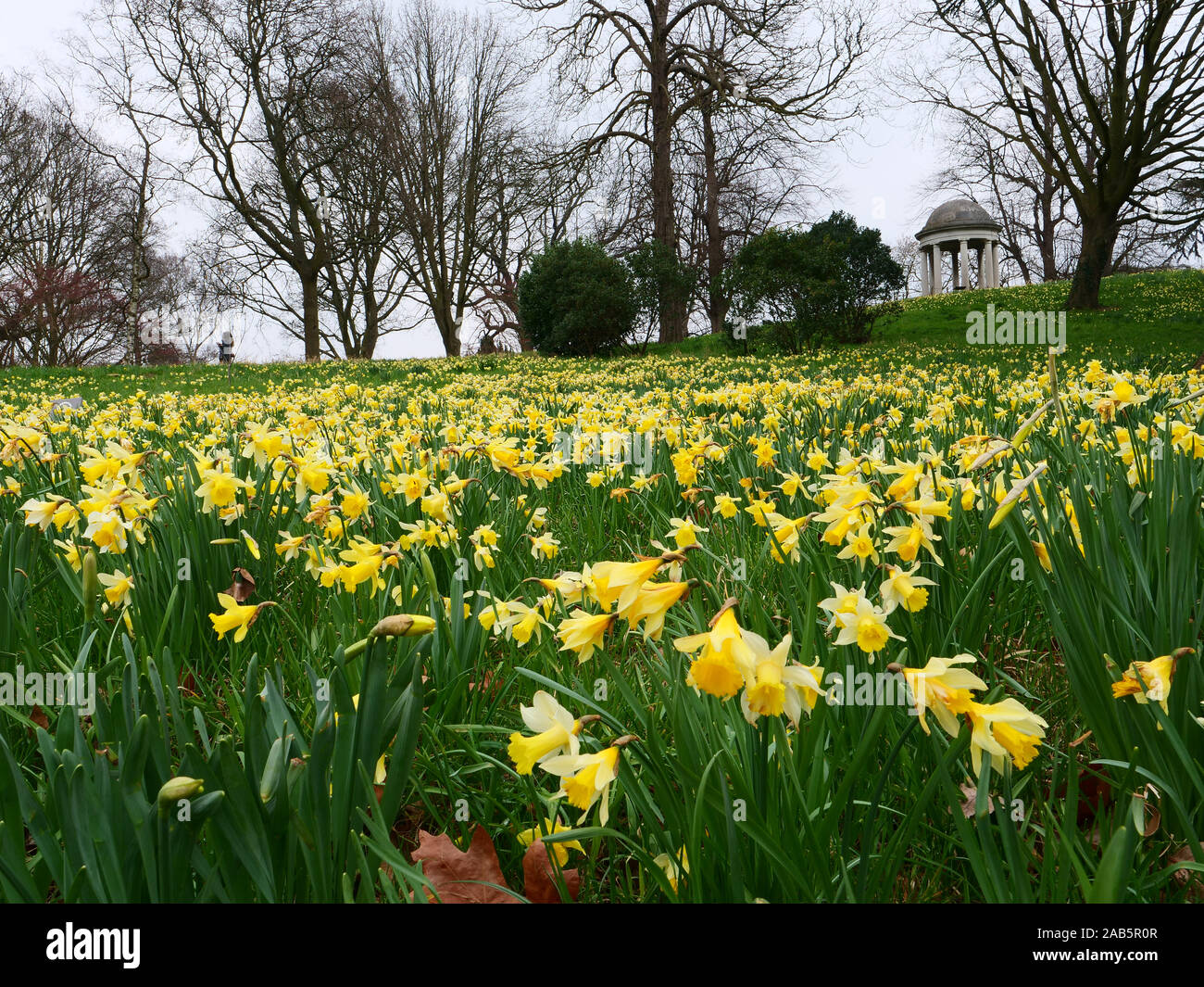 Many daffodils are seen growing semi wild on the slopes towards the temple of Eolus in an historic part of Kew Gardens, Richmond, London, in spring. Stock Photo