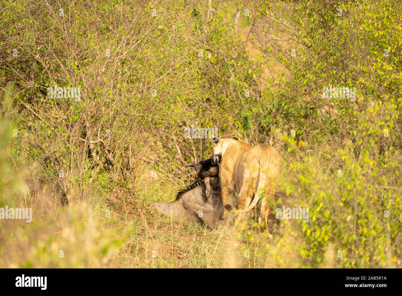 African lioness (Panthera leo) killing blue wildebeeste (Connochaetes taurinus) calf which hgad just crossed the Mara river during the migration in Ke Stock Photo