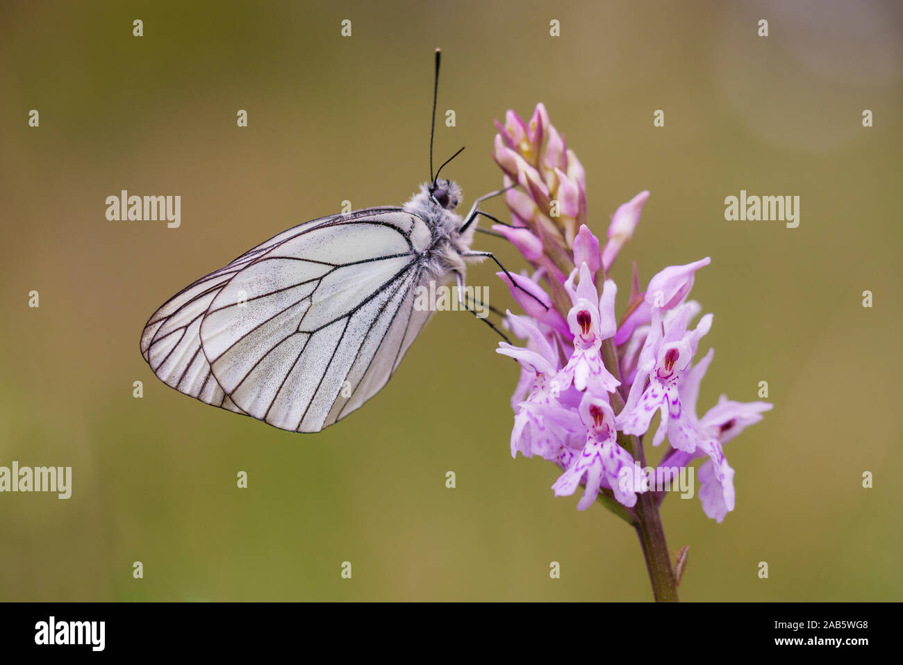Close up of a black-veined white butterfly (Aporia crataegi) posed on a pink orchid (Dactylorhiza fuchsii). Blurred background. Stock Photo