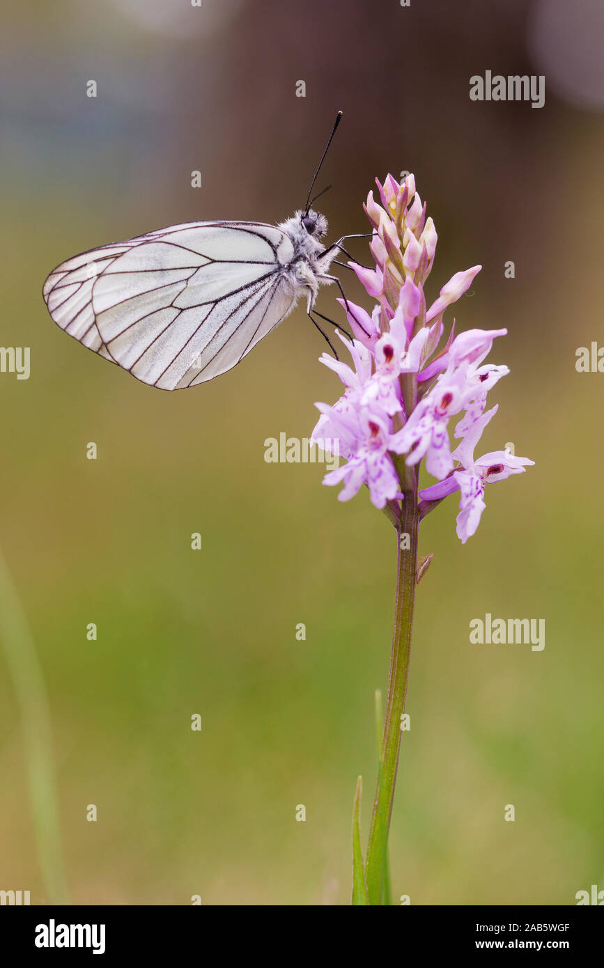 Close up of a black-veined white butterfly (Aporia crataegi) posed on a pink orchid (Dactylorhiza fuchsii). Blurred background. Stock Photo