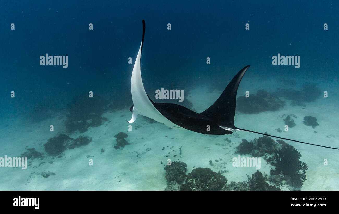 Manta ray flying by while diving in Komodo National Park Stock Photo