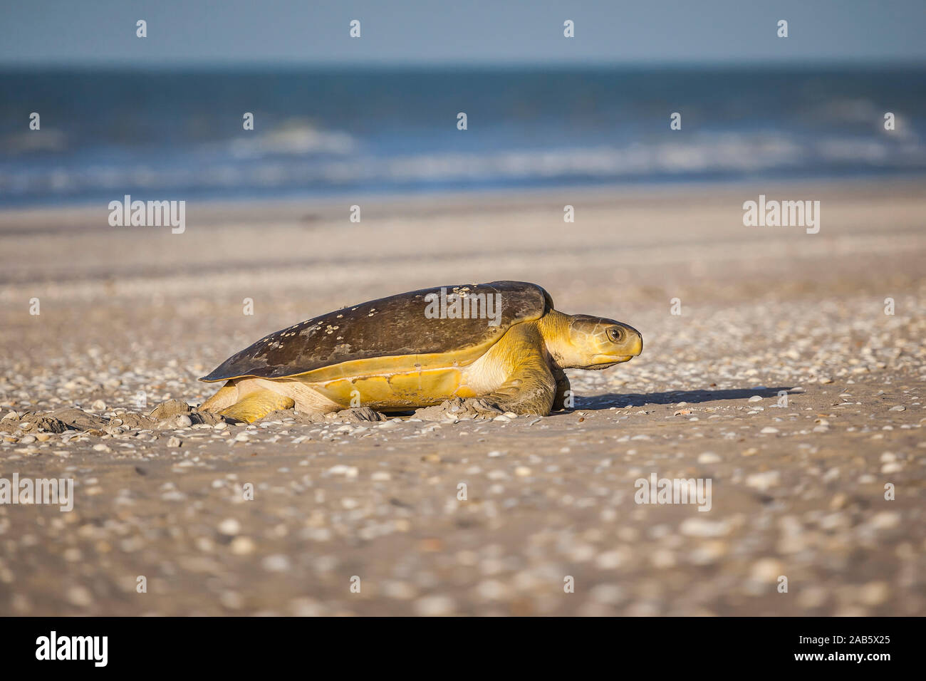 Eine Schildkroete am 80-Meilen-Strand in Australien Stock Photo