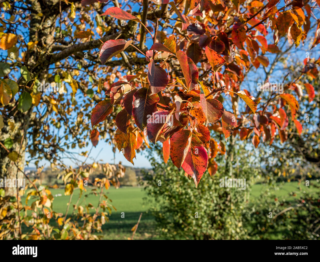 Orange autumn leaf apple tree hi-res stock photography and images - Alamy