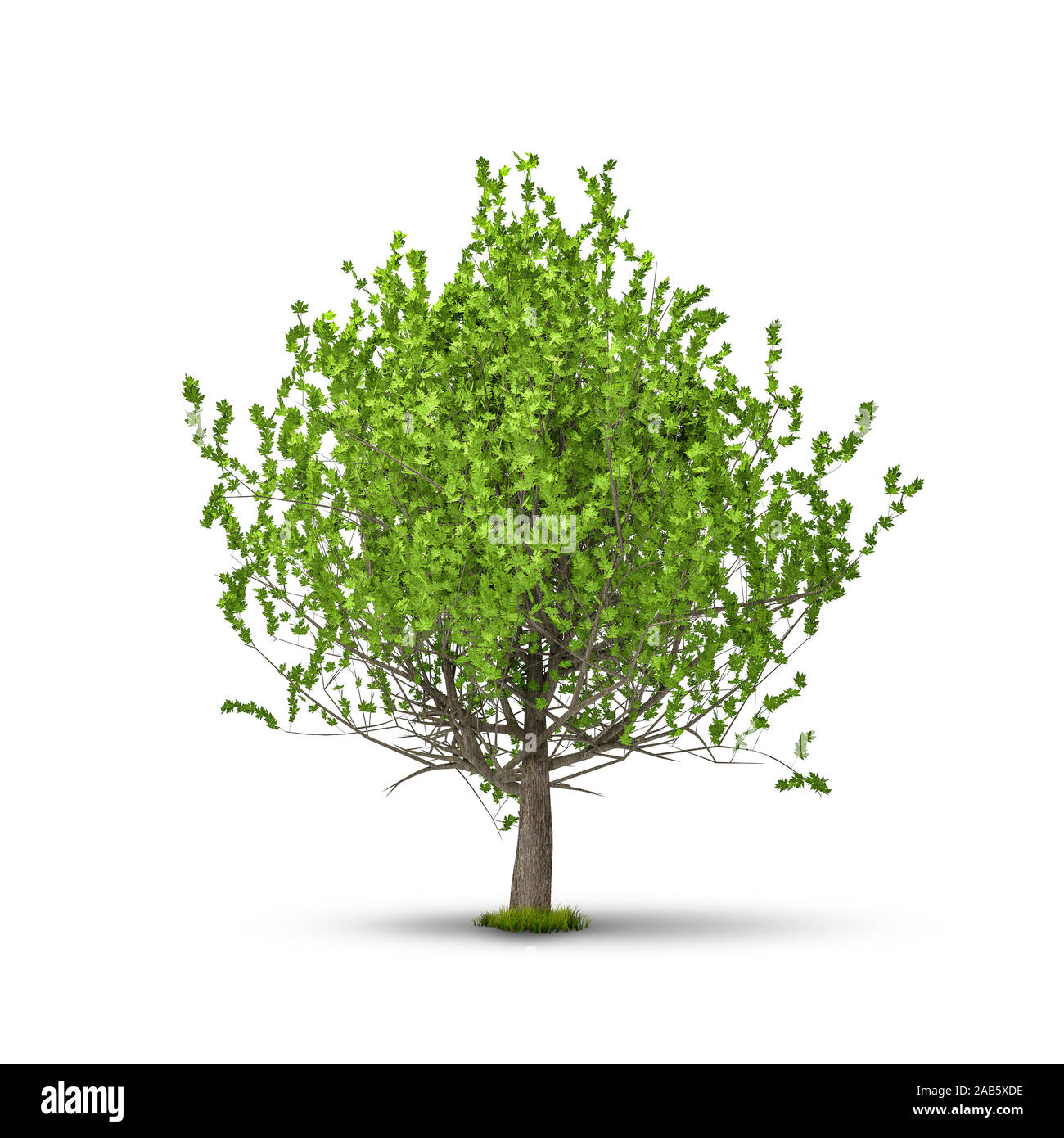 Ein kleiner Baum vor weissem Hintergrund Stock Photo