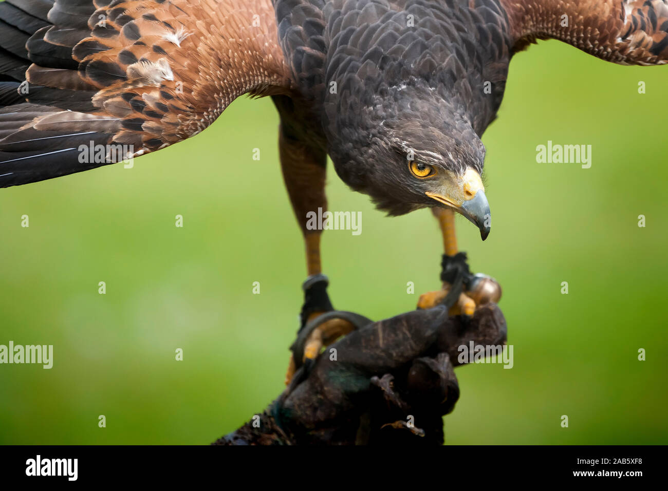 Ein schoener Adler mit ausgebreiteten Fluegeln Stock Photo