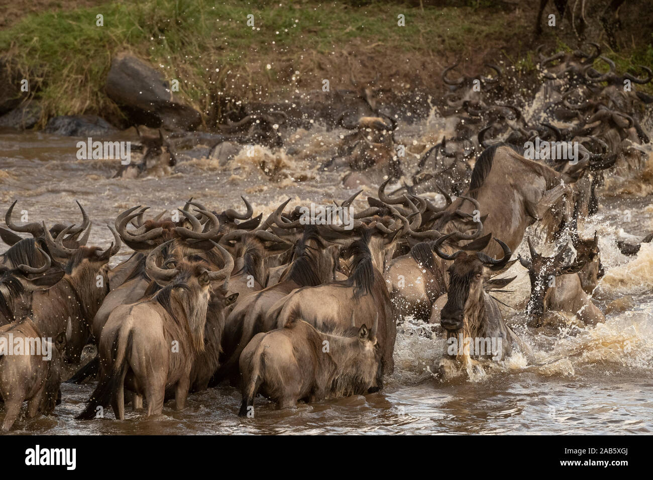 Blue Wildebeest (Common or White-bearded Wildebeest)  Connochaetes taurinus during the migration  in the Mara River in the masai mara in Kenya Stock Photo