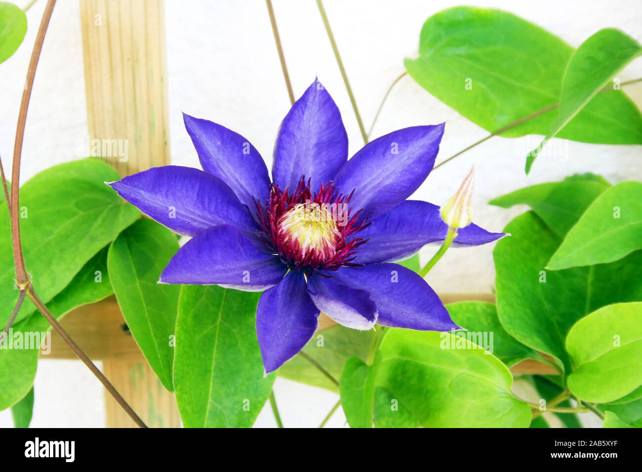 An image of a nice and very beautiful blue star flower Stock Photo
