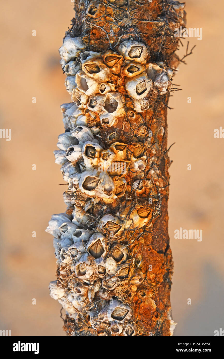rusted water pipe on the seashore Stock Photo