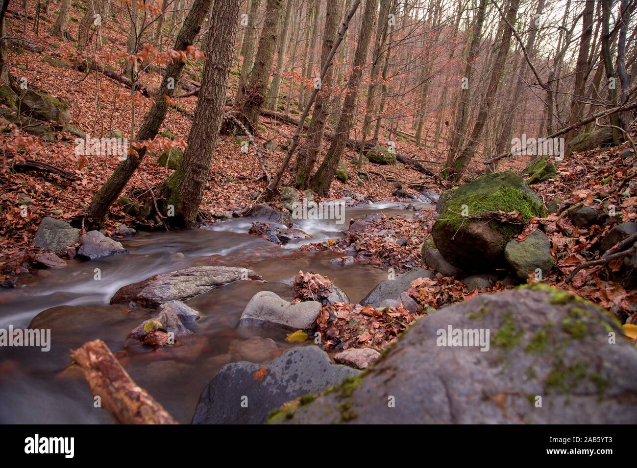 Splash in the forest hi-res stock photography and images - Alamy