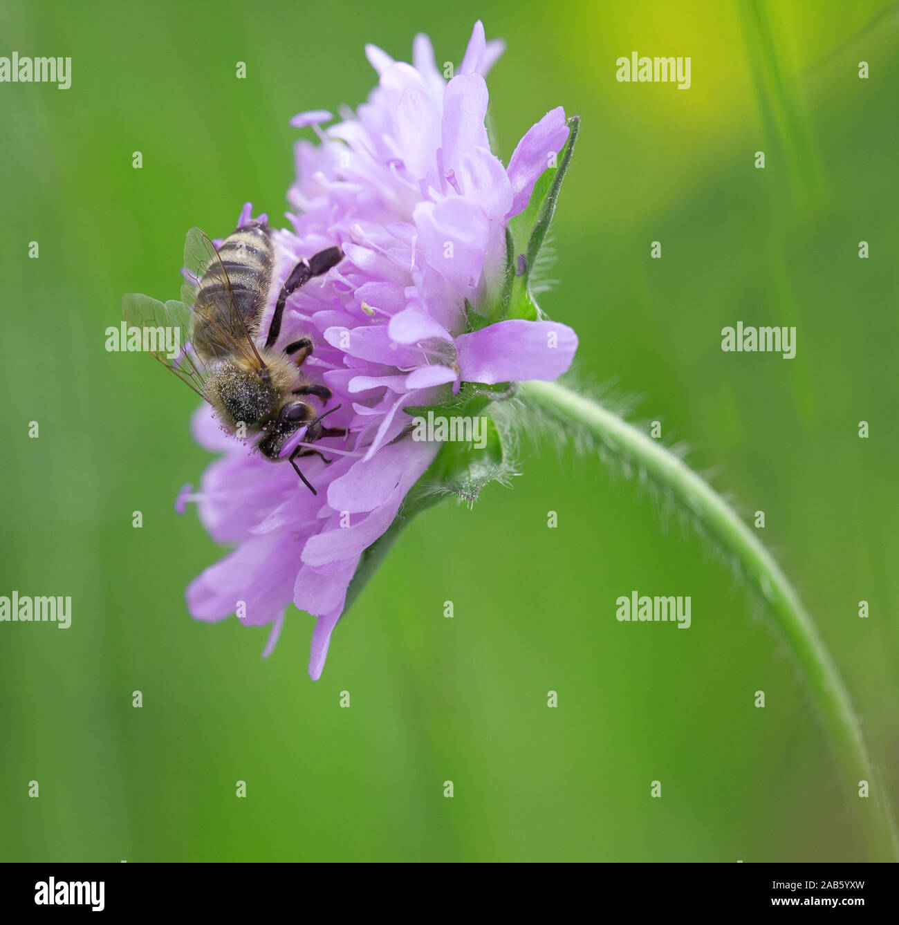 A photography of a single bee on a flower Stock Photo