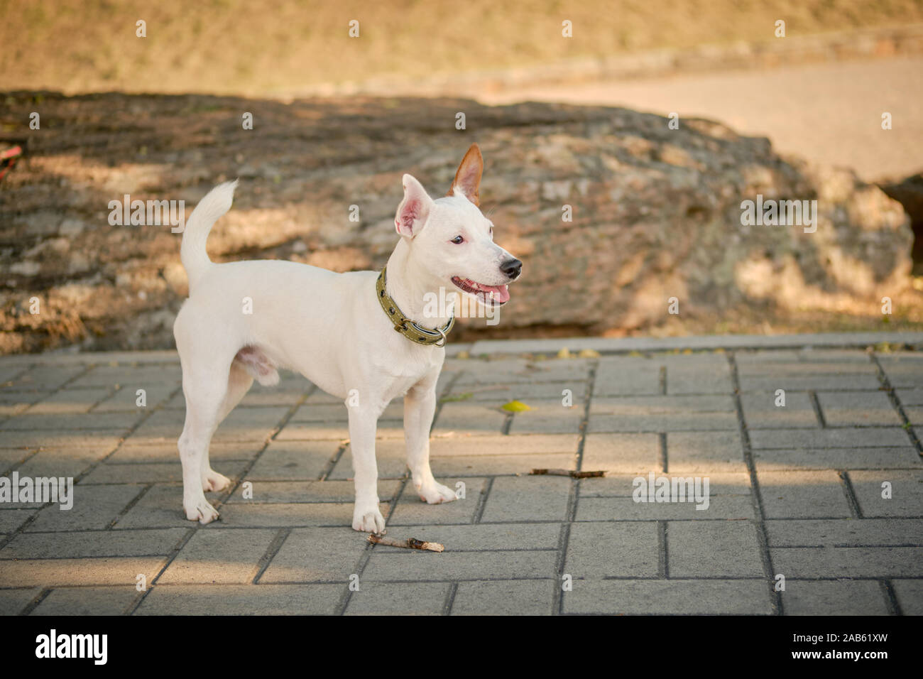 Dog Parson Russell Terrier breed is playing in green park. Summer time or beginning of autumn. Nature. Pet care and training concept. Stock Photo