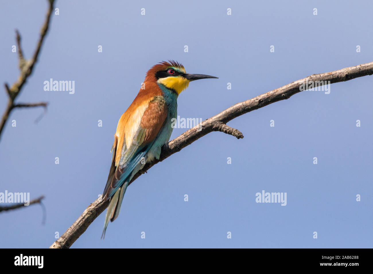 Bienenfresser (Merops apiaster) Stock Photo