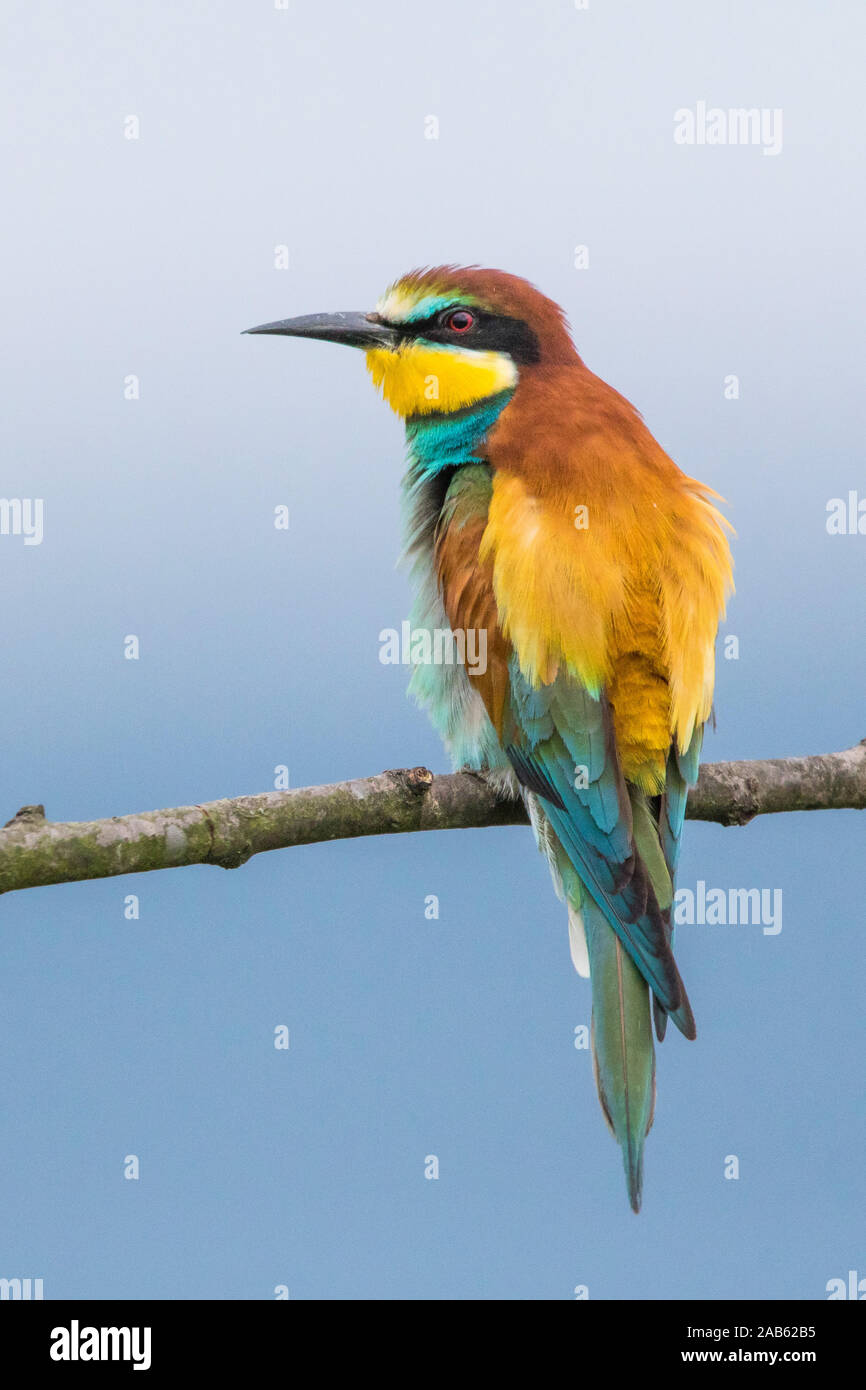 Bienenfresser (Merops apiaster) Stock Photo