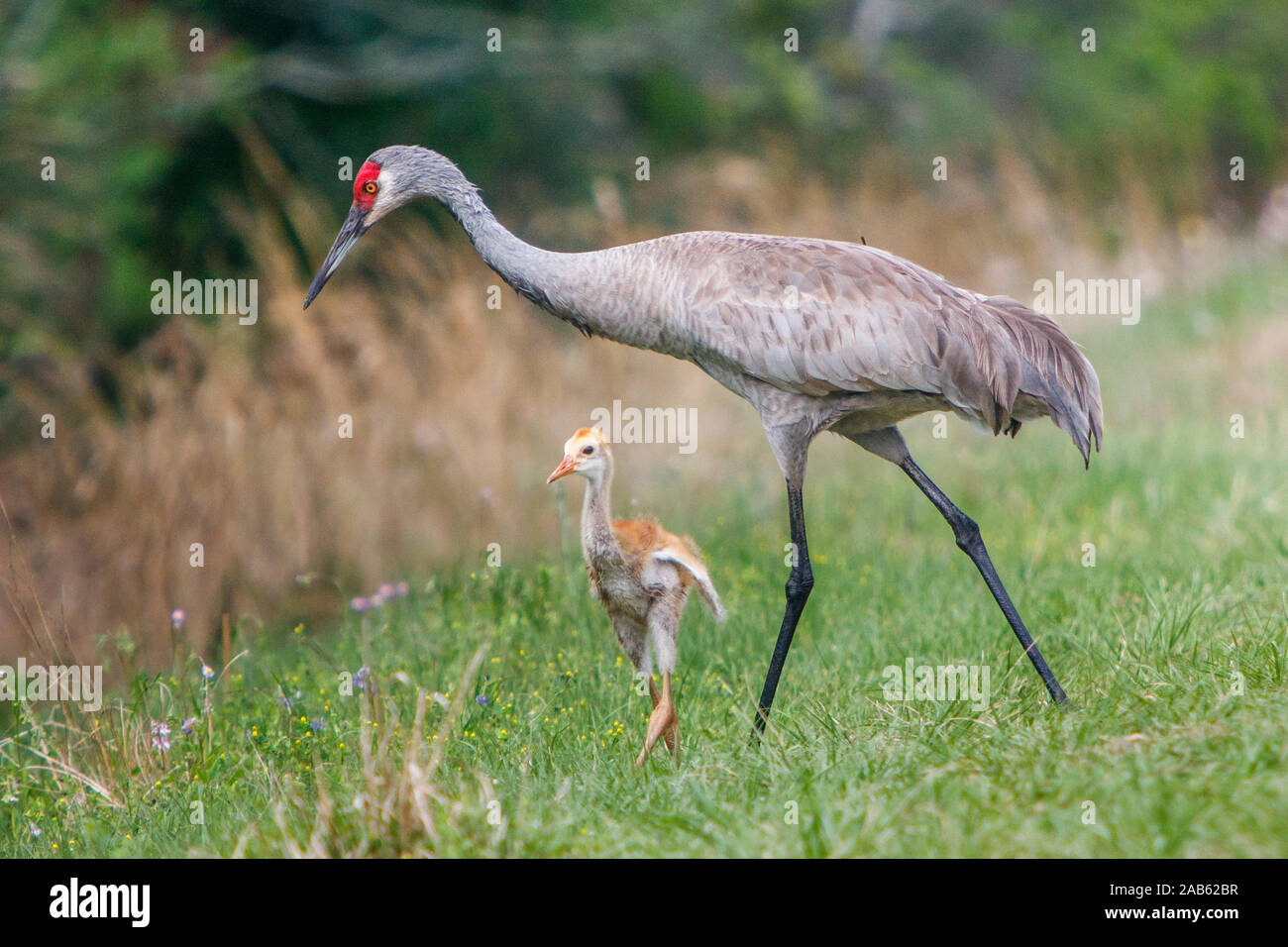 Kanadakranich (Antigone canadensis Stock Photo Alamy