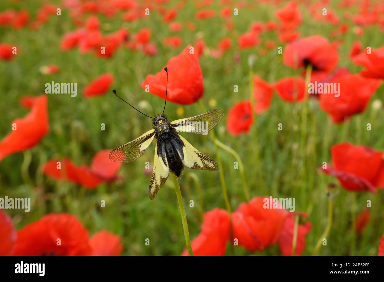 Libellen-Schmetterlingshaft sitzt zwischen Mohnblumen Stock Photo