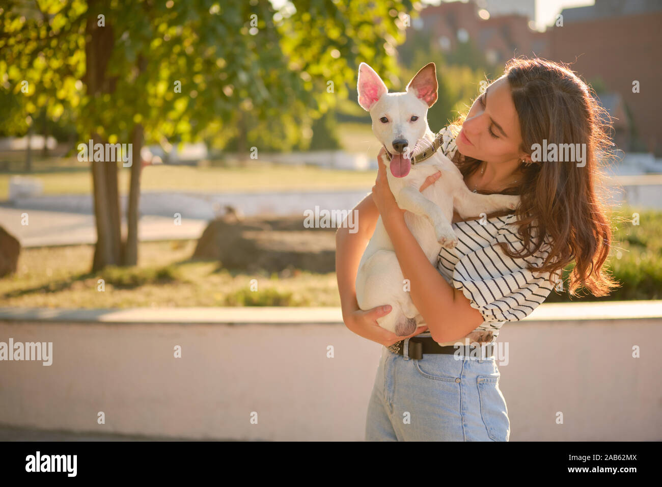 Dog Parson Russell Terrier breed is playing in green park with his owner. Summer time or beginning of autumn. Nature. Pet care and training concept. Stock Photo