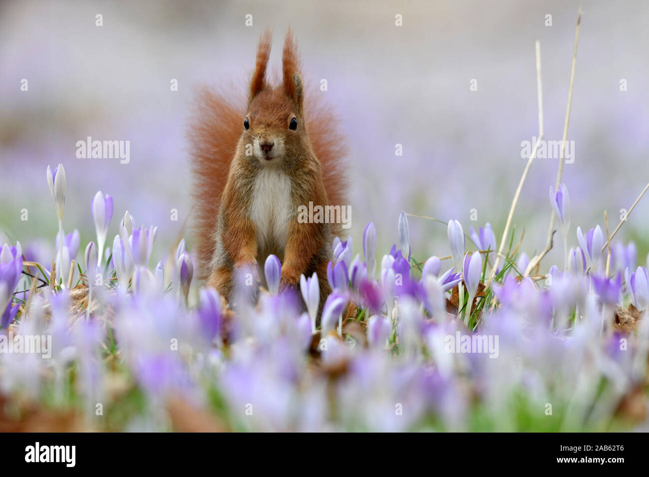 Rotes Eichhörnchen sitzt zwischen Frühlings-Krokus, Sciurus vulgaris, Stock Photo