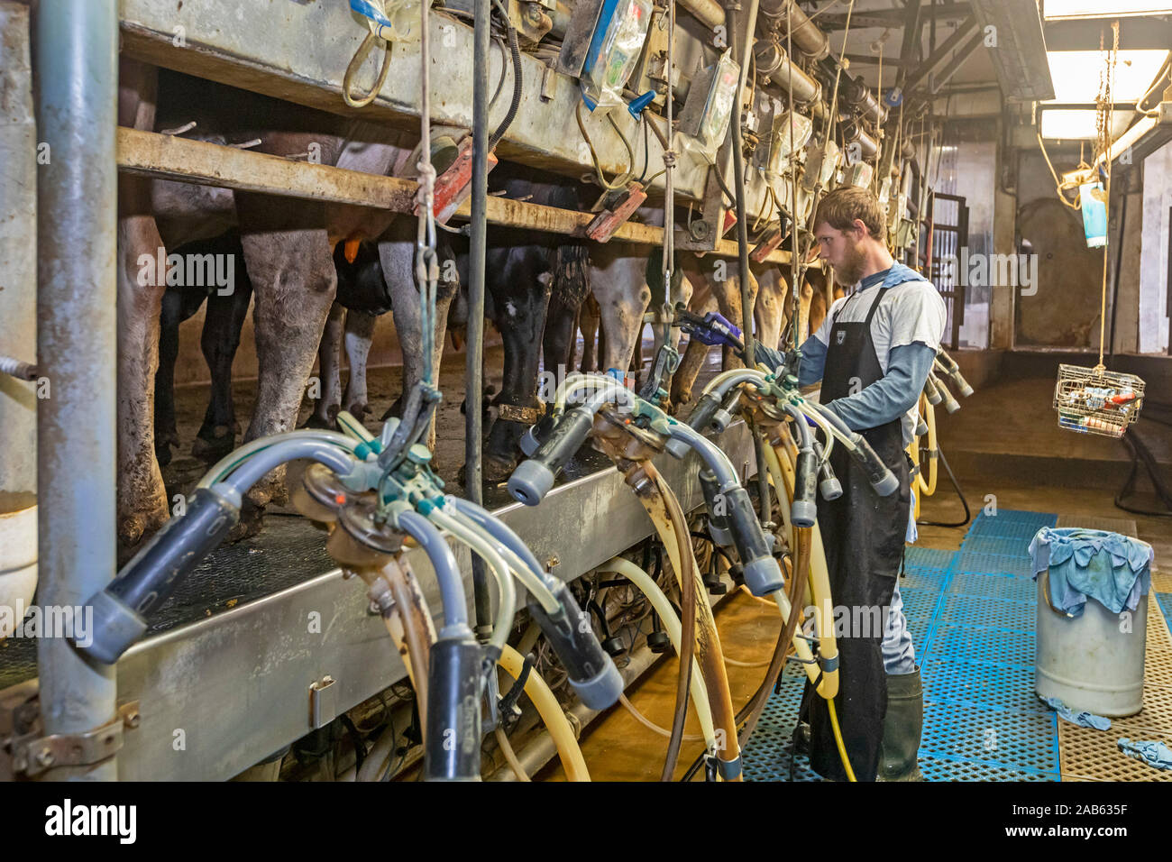 Beatrice, Nebraska - A young man milks cows in the milking parlor of a dairy farm. Stock Photo