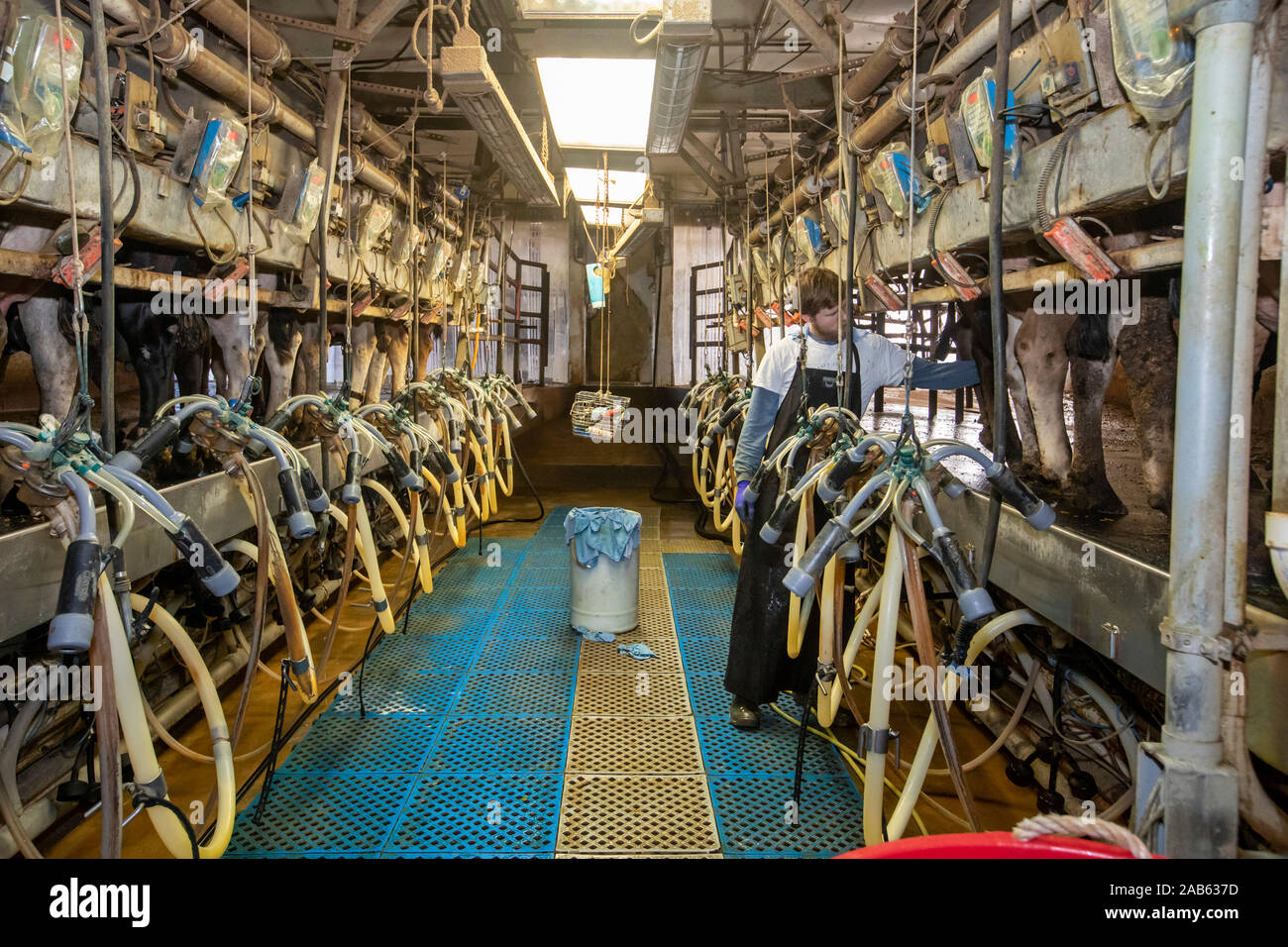 Beatrice, Nebraska - A young man milks cows in the milking parlor of a dairy farm. Stock Photo