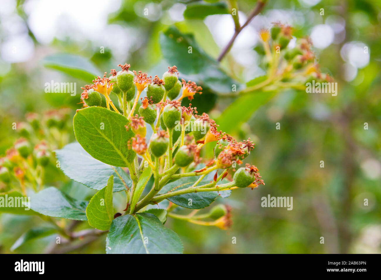 Early ripen hi-res stock photography and images - Alamy