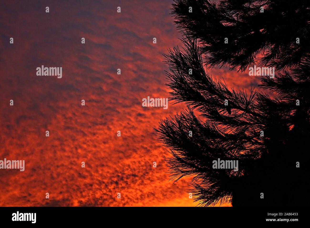 Silhouetted pine trees in front of a strong colourful sunset Stock Photo