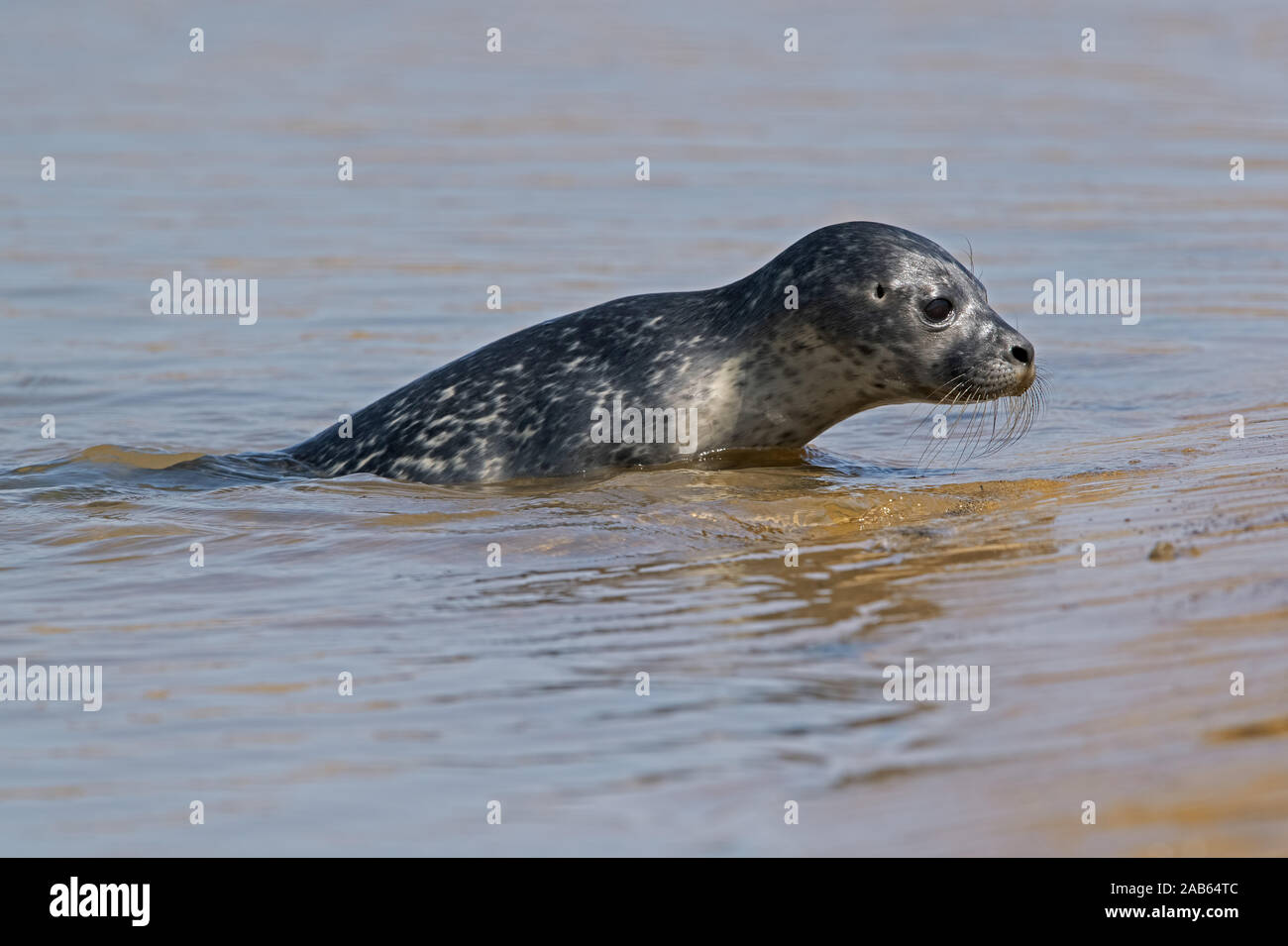 Harbour Seal pup (Phoca vitulina) Stock Photo