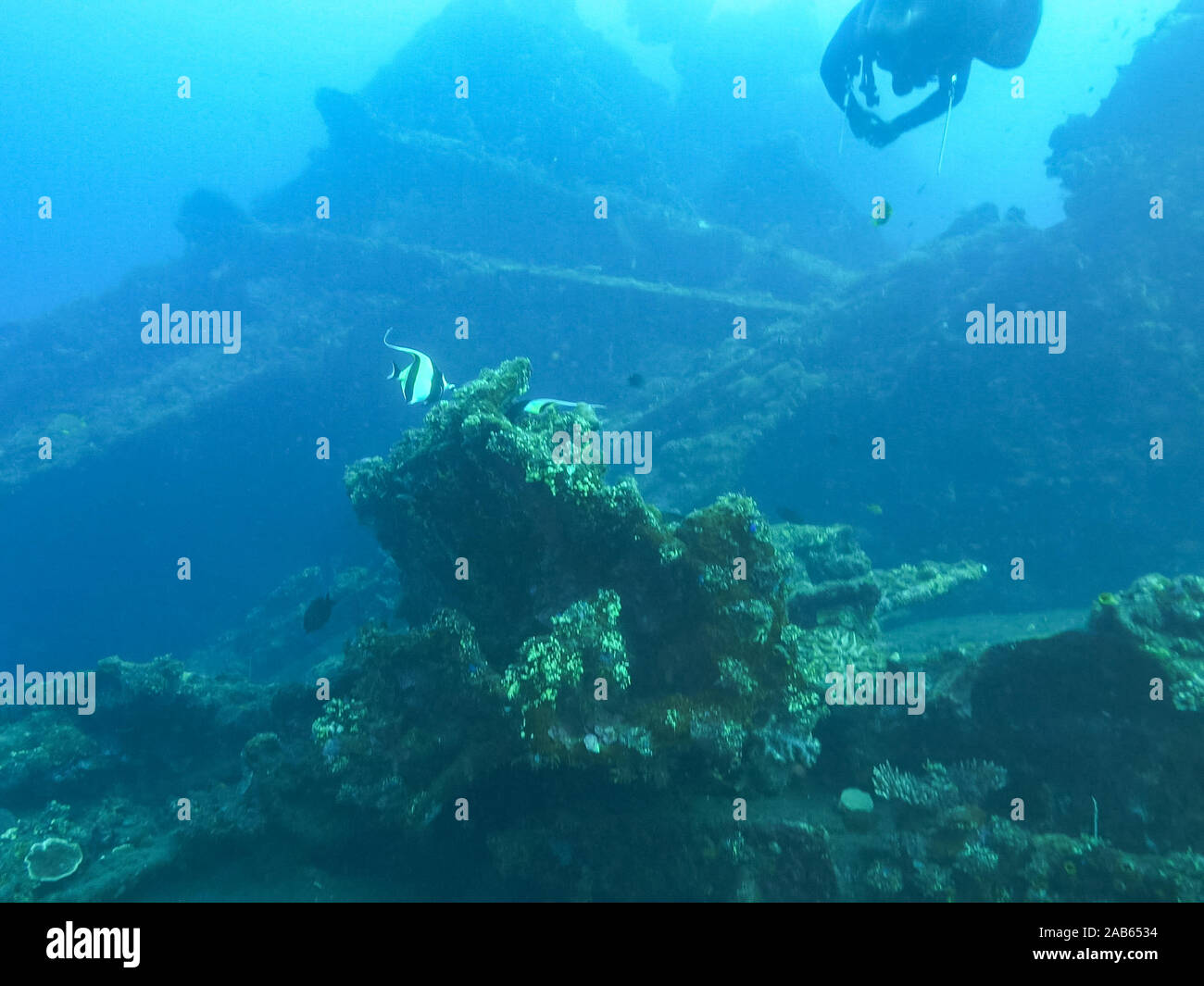 moorish idol and a scuba diver at the wreck of the liberty in tulamben bali Stock Photo