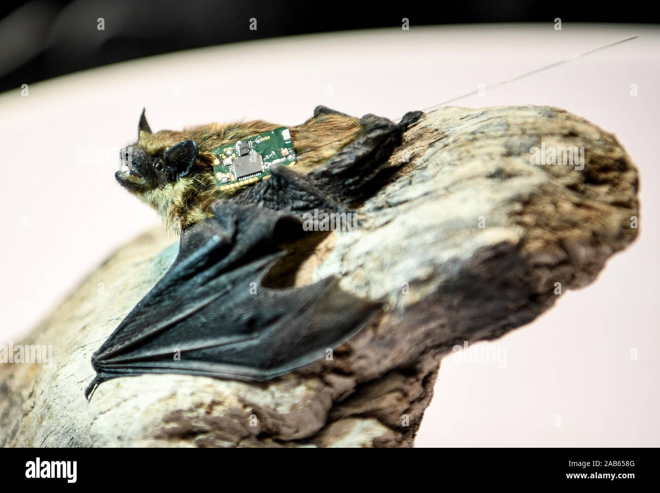 dpatop - 25 November 2019, Berlin: A prepared vampire bat carries the ...