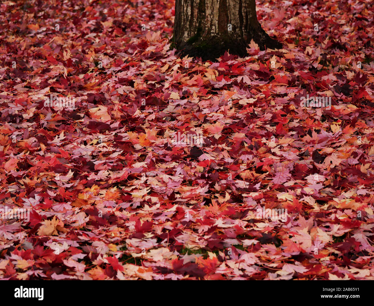 Fallen leaves on the ground. Stock Photo