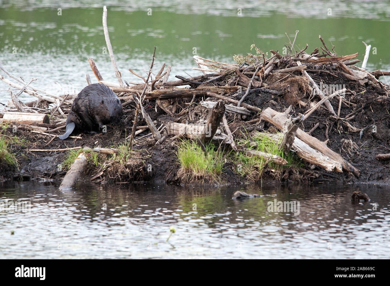 Beaver wild beaver building dam and den while exposing its body, head, eyes, ears, tail with a nice background  in its environment and surrounding. Stock Photo