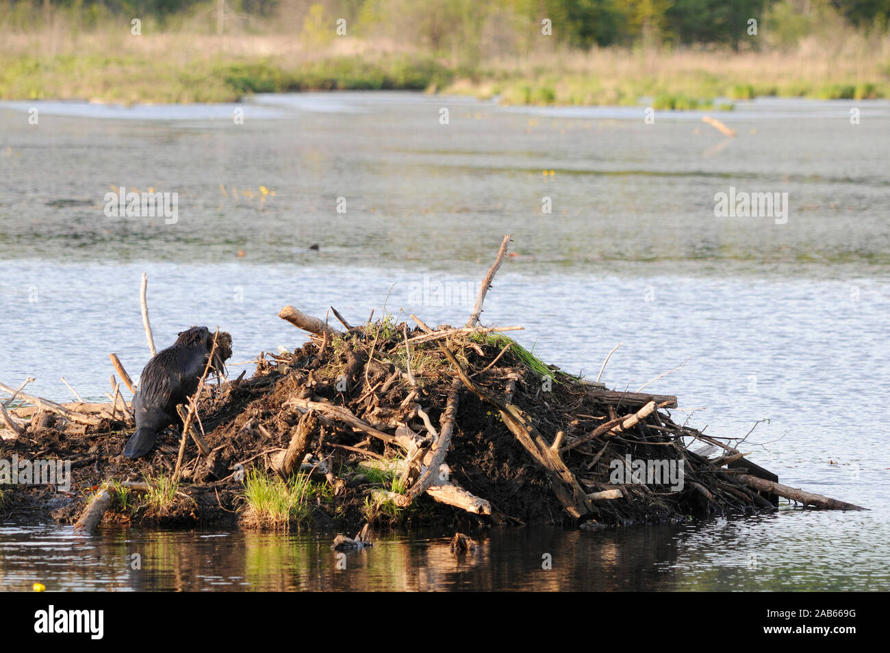 Beaver wild beaver building dam and den while exposing its body, head, eyes, ears, tail with a nice background  in its environment and surrounding. Stock Photo