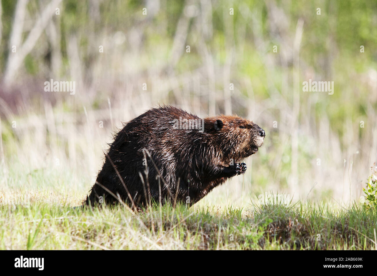 Beaver wild beaver exposing its body, head, eyes, ears, tail with a bokeh background  in its environment and surrounding. Stock Photo
