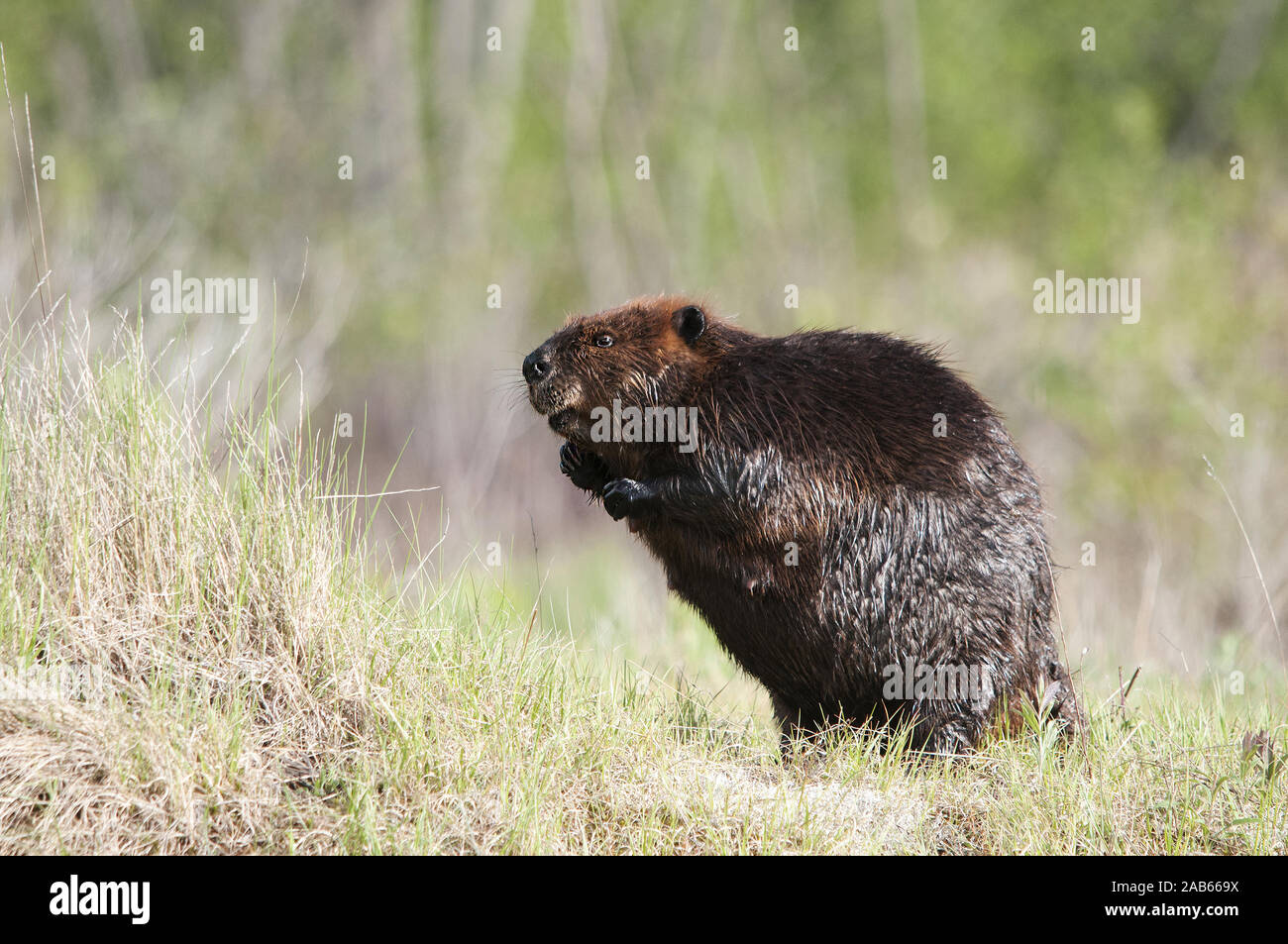 Beaver wild beaver exposing its body, head, eyes, ears, tail with a bokeh background  in its environment and surrounding. Stock Photo