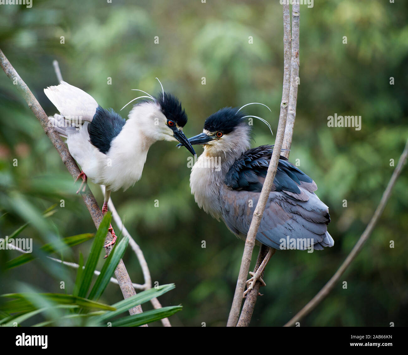 Black-Crowned Night-Heron birds perched interacting with each other in their environement and surrounding with a bokeh background. Stock Photo
