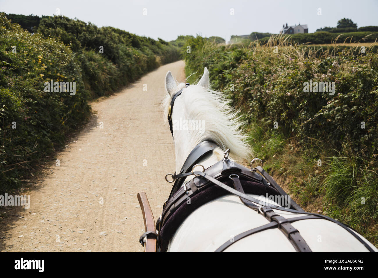 Horse drawn carriage ride on Greater Sark Island, Channel Island Stock Photo