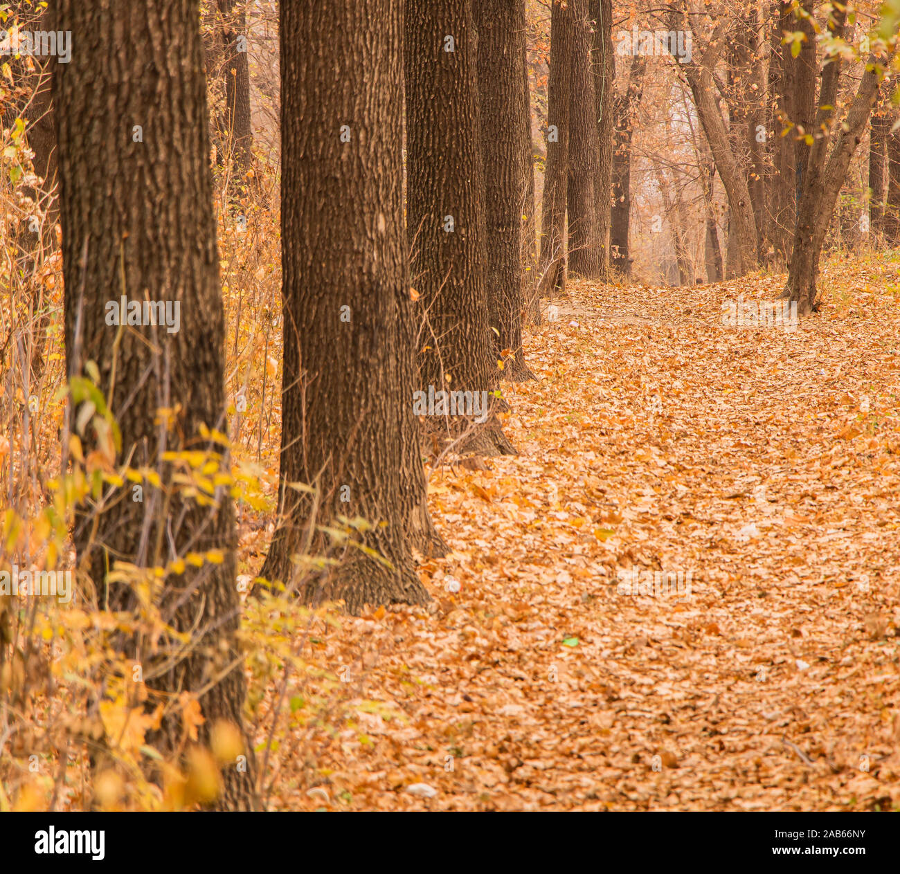 Some beautiful trees and a path in the forest, autumn with fallen ...
