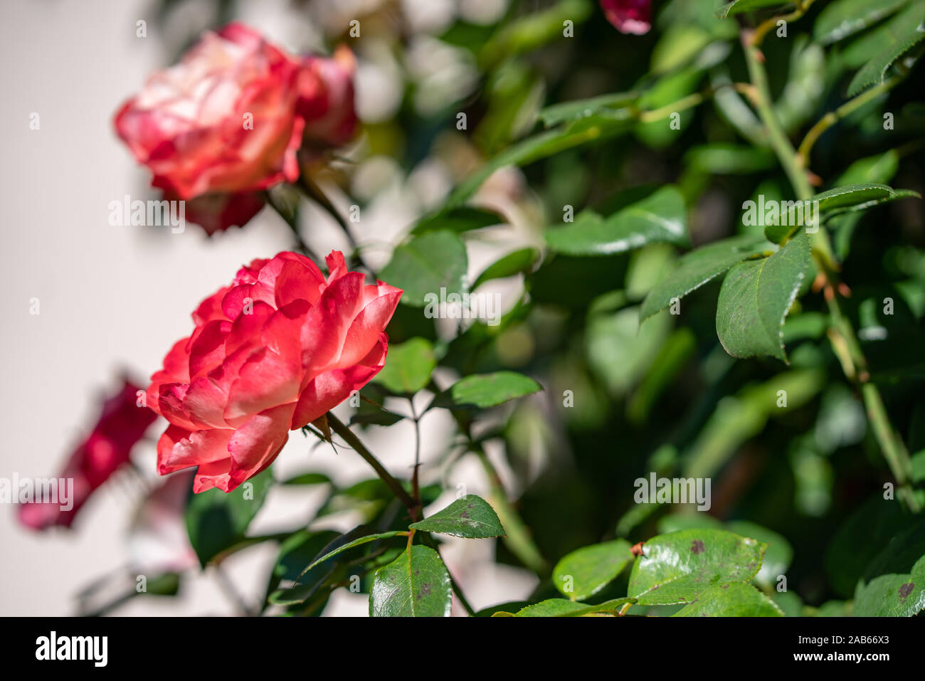 Beautiful garden roses hi-res stock photography and images - Alamy