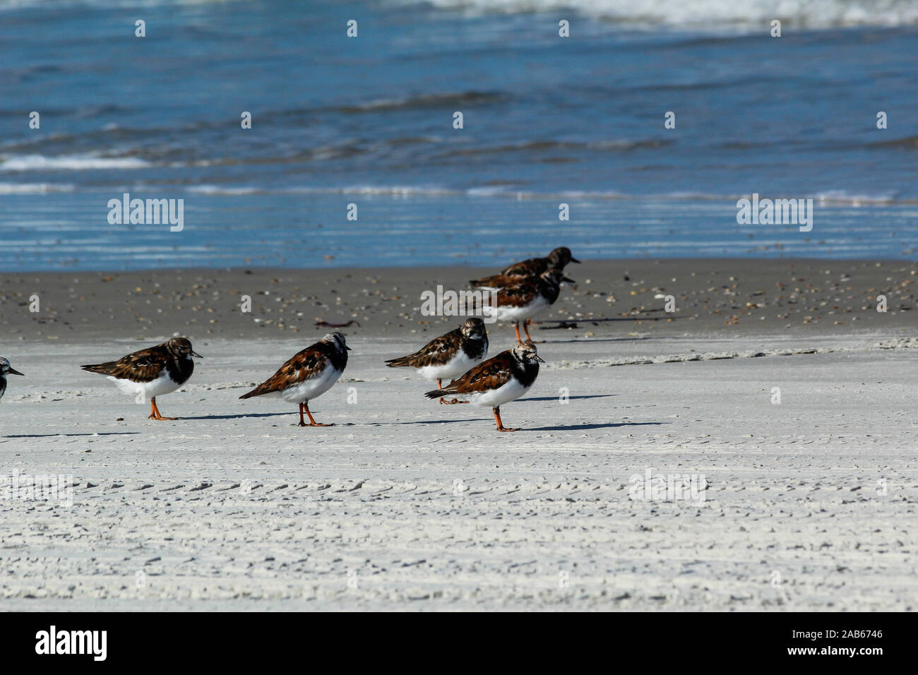 Sandpiper On Beach High Resolution Stock Photography And Images Alamy Sandpiper On Beach High Resolution Stock Photography And Images Alamy