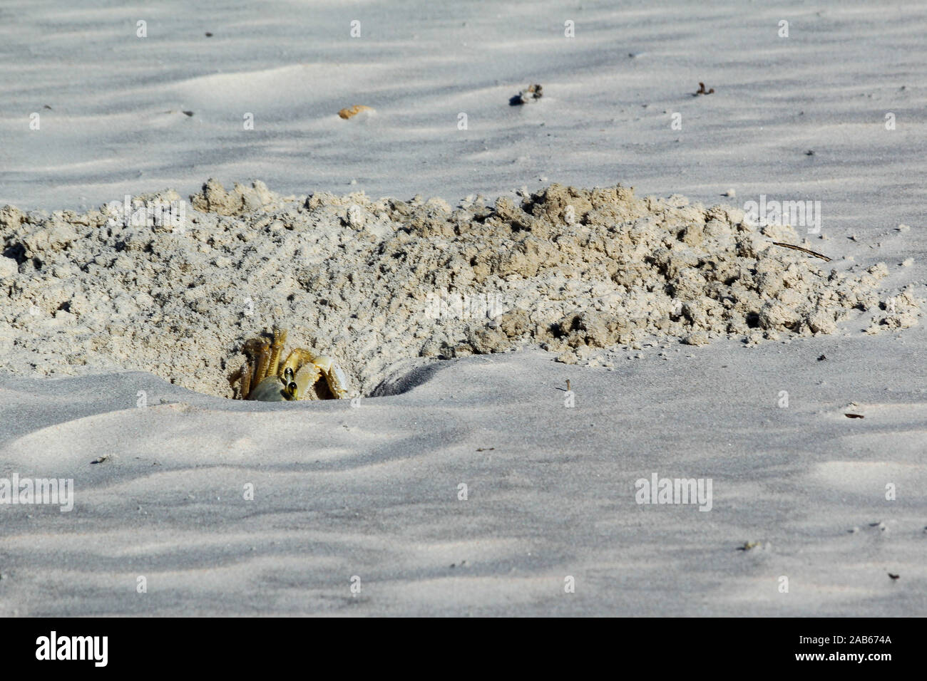 Crab digging a burrow in the sand Stock Photo Alamy
