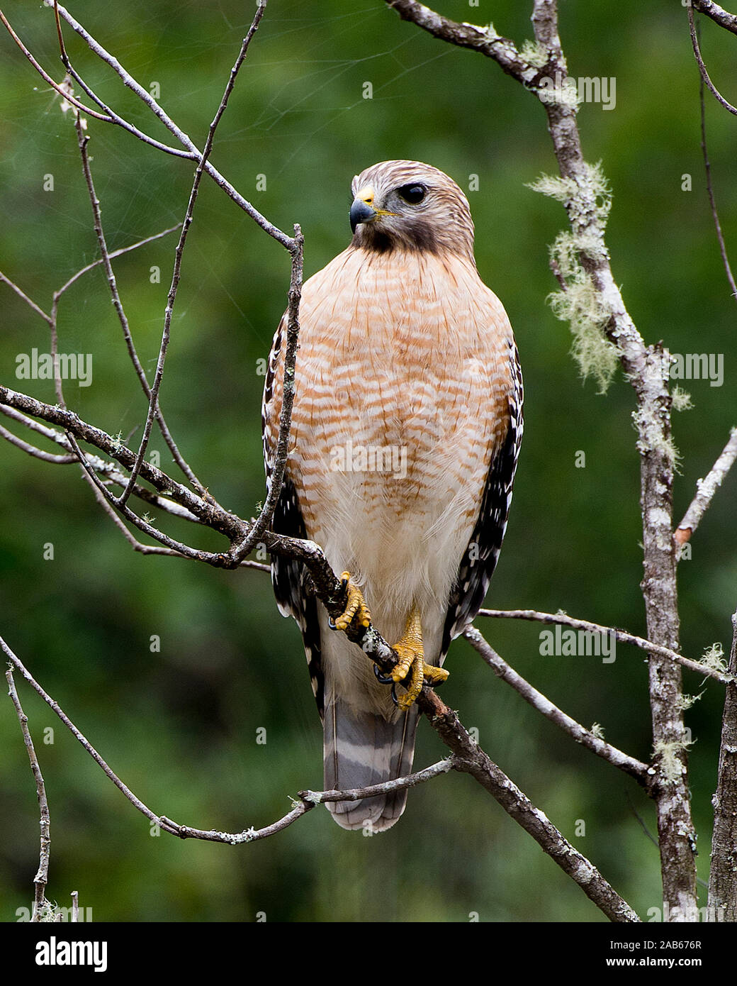 Perched bird hires stock photography and images Alamy