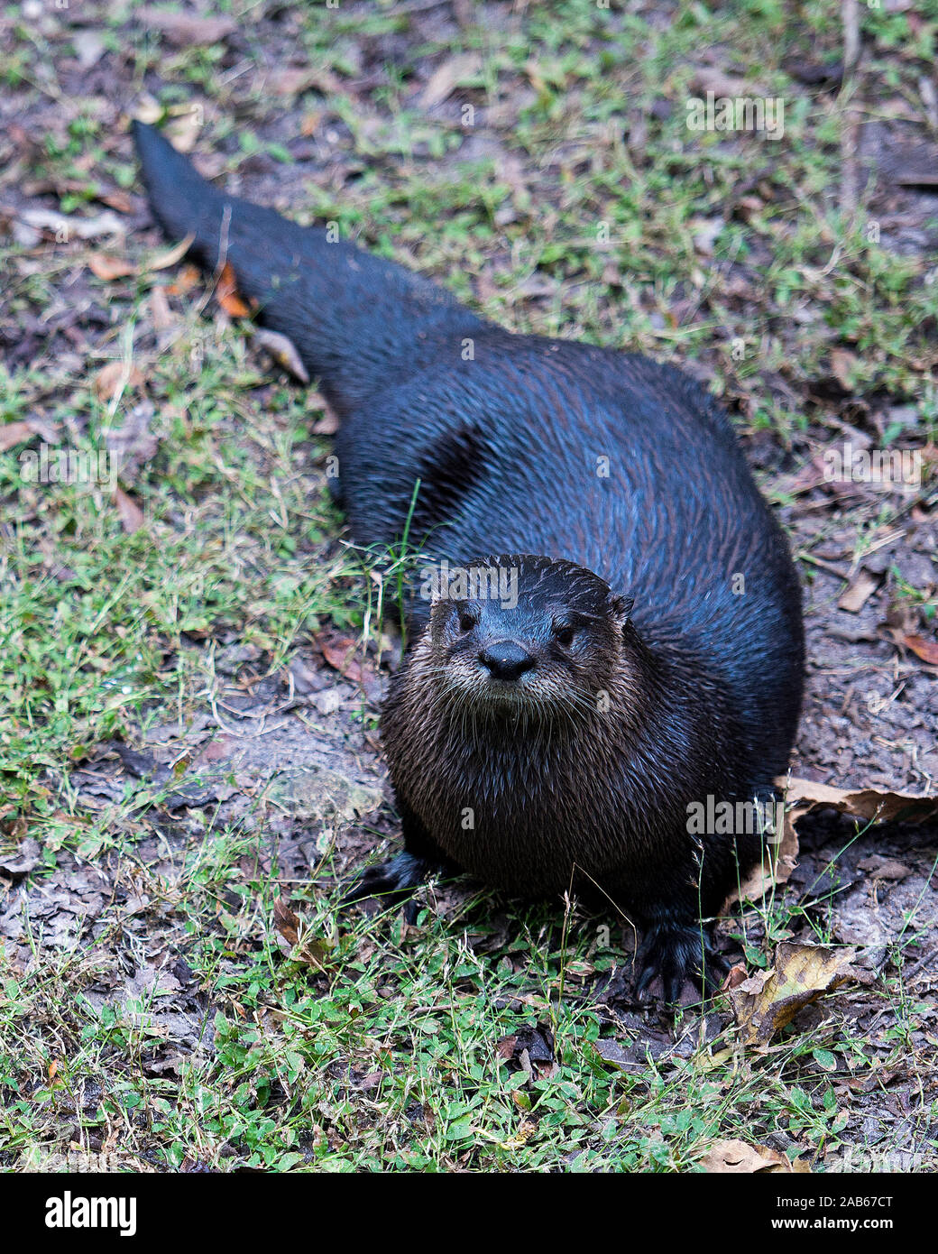 Otter animal out of water exposing its body, head, eye, nose, paws, tail, wet fur in  its surrounding and environment. Stock Photo