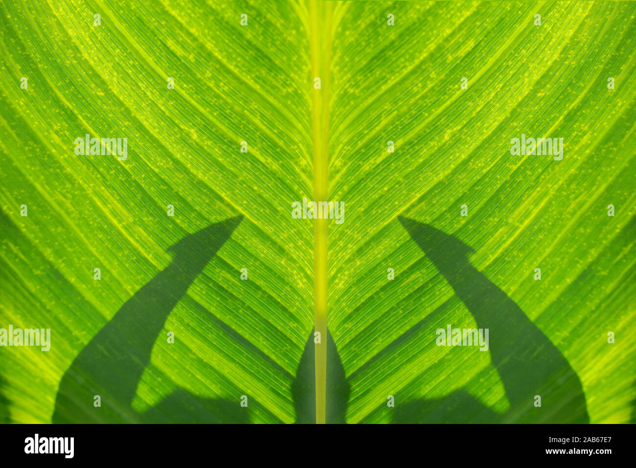 Mirrored,identical detail of big green leaf with light and shadow, sun shining thro Stock Photo