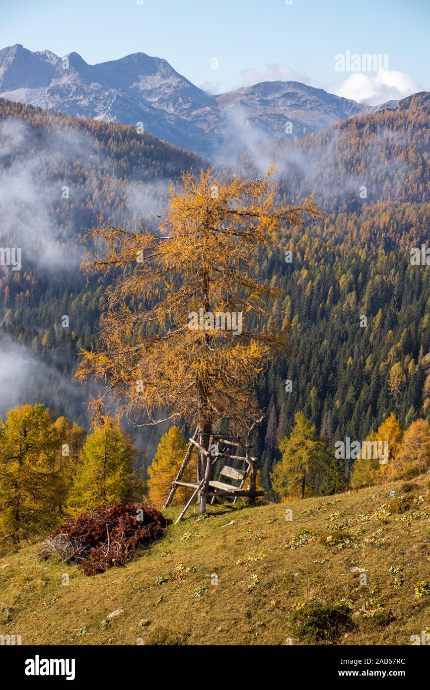 Wooden bench under the larch tree in the mountains Stock Photo