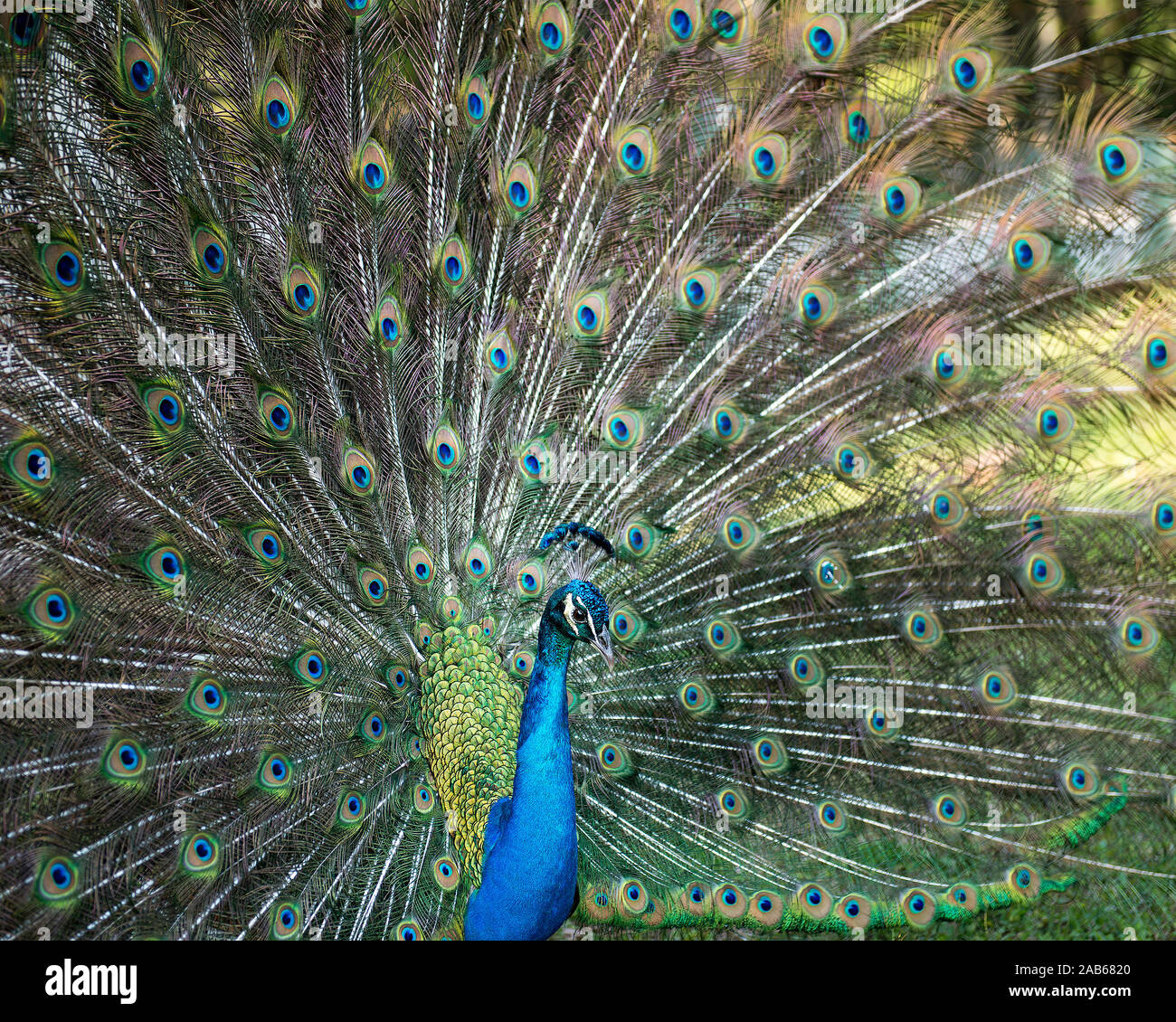 Peacock bird close-up profile view, the beautiful colorful bird Stock