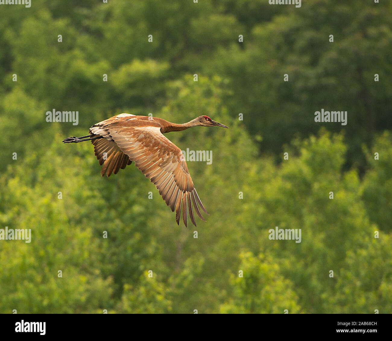 Sandhill Crane flying over trees with a bokeh background in its surrounding and environment. Stock Photo