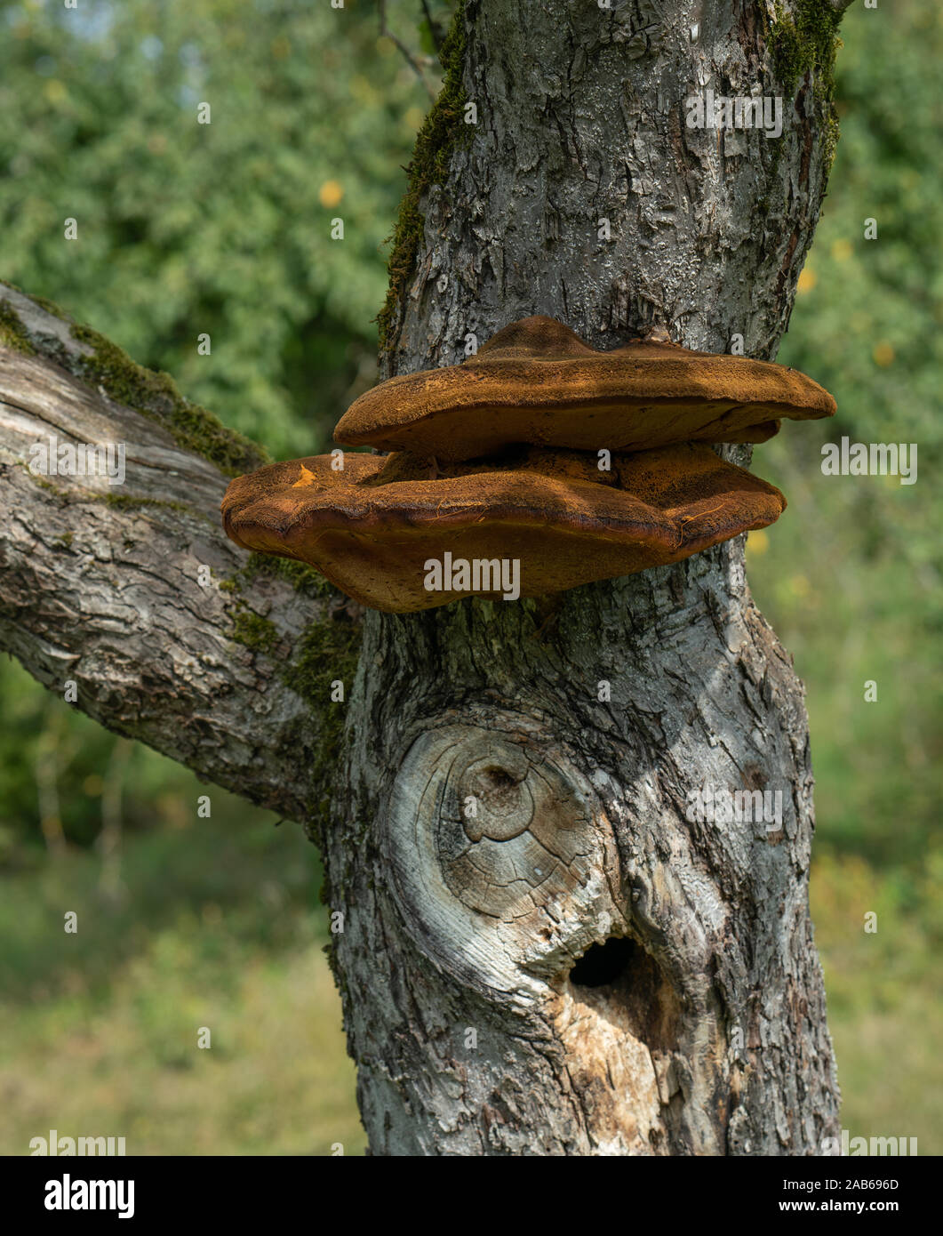 Close up of a tree with old bark and moss and special tree mushroom in green nature Stock Photo