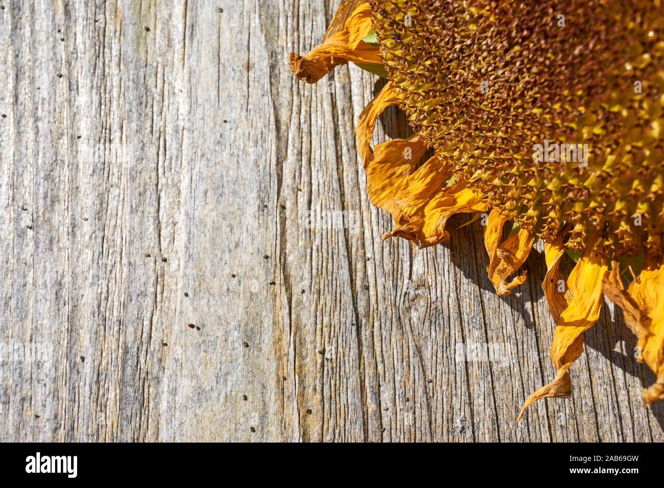 Dying sunflower hires stock photography and images Alamy