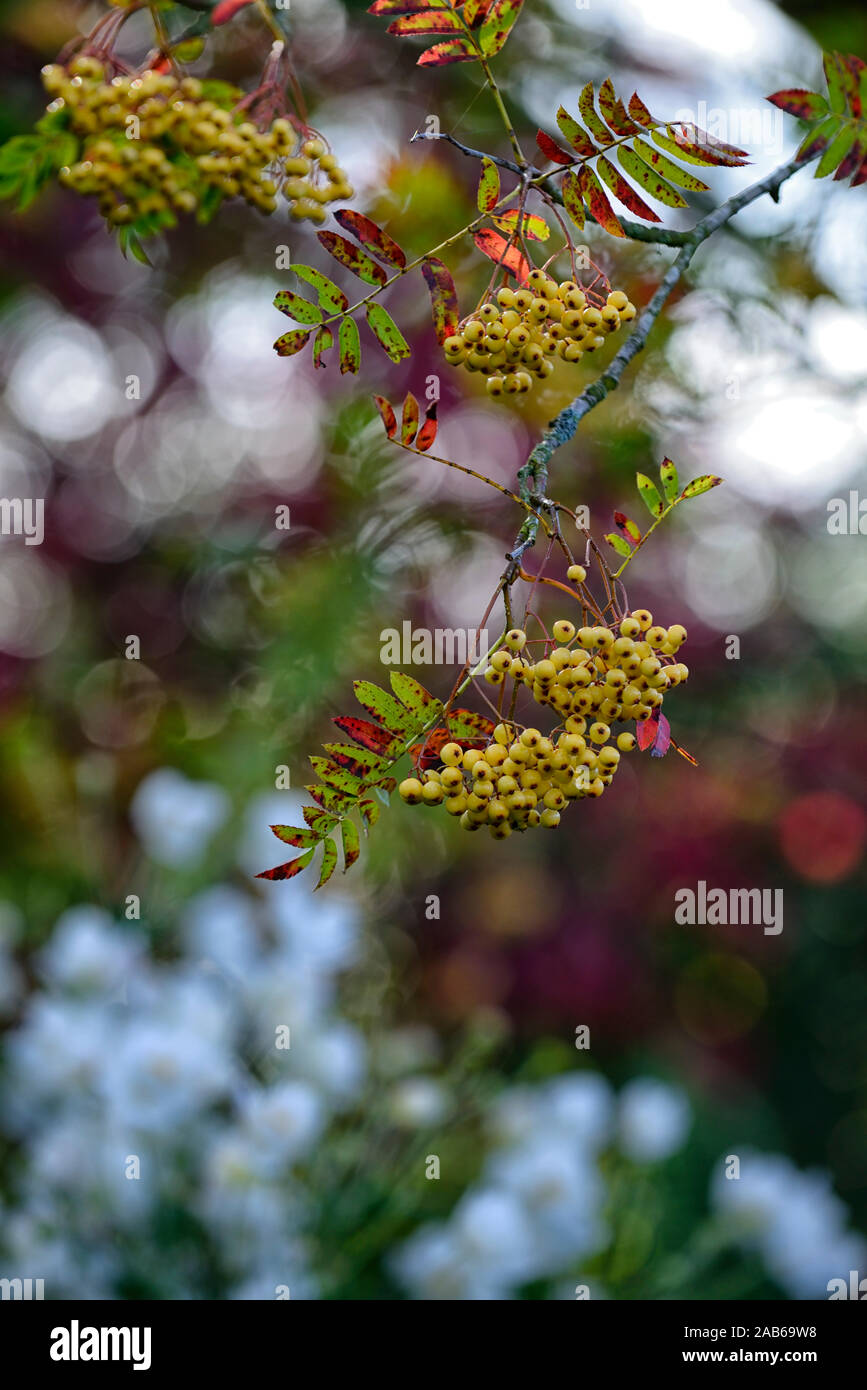 Sorbus Joseph Rock,yellow berries,berries, mountain ash, ashes, rowan tree,trees, ornamental, yellow berry,yellow berries,RM Floral Stock Photo