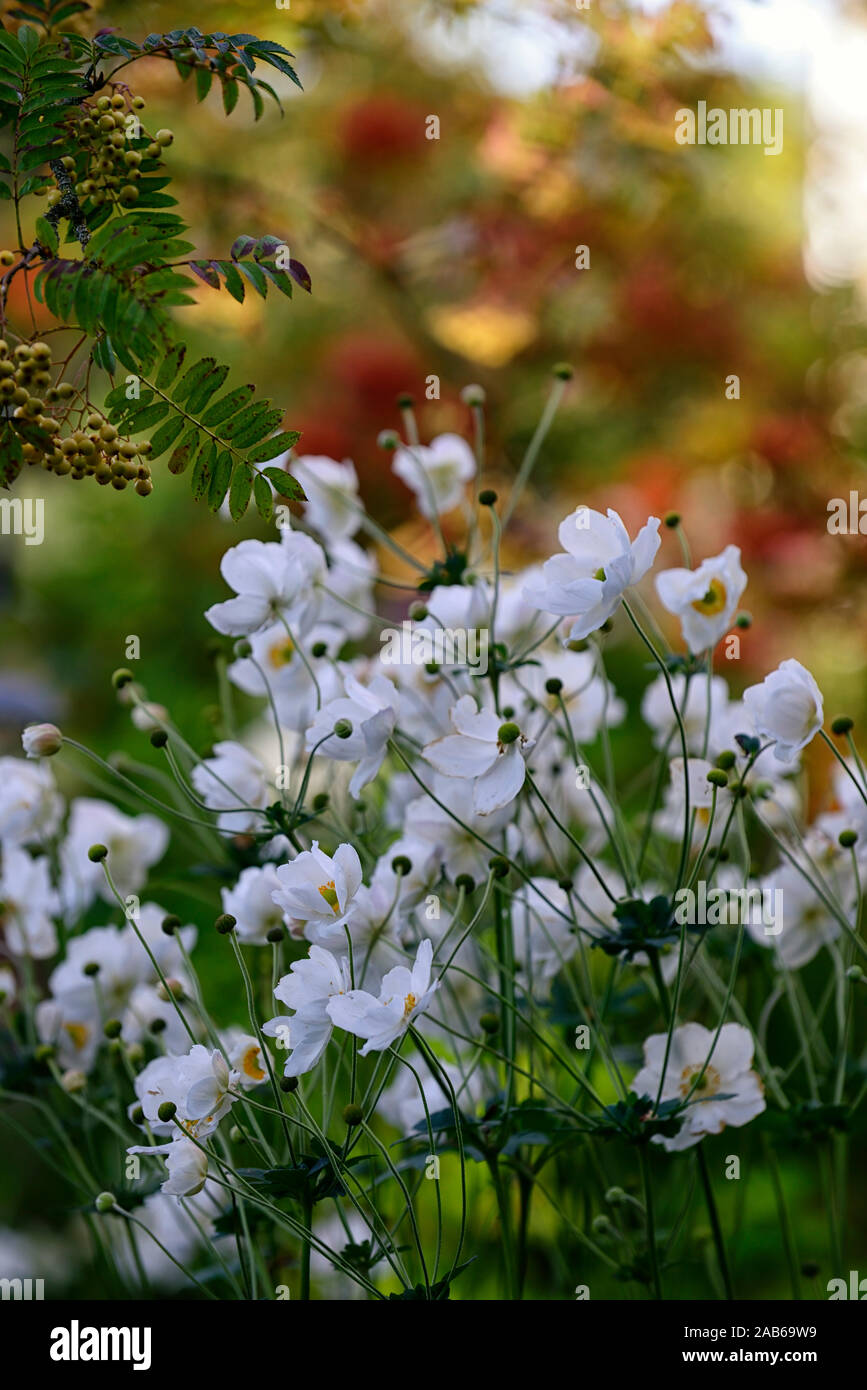 anemone hybrida honorine jobert,white flower,flowers, bloom,blossom,perennial,late summer,early autumn,RM Floral Stock Photo