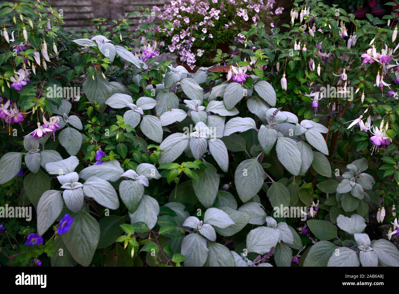 Plectranthus argentatus,soft leaves,foliage,fuchsia,pink,white,purple,mauve,flower,flowers,flowering,display,displays,garden,RM floral Stock Photo